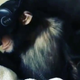 Illustration for article titled This Chimpanzee Wearing a VR Headset Should Make You Very Uncomfortable